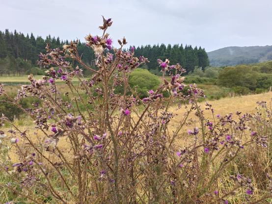 Des tiges de petits chardons au fleurs roses, avec derrière un paysage fait d'une prairie jaune, de bosquets verts, d'une forêt de sapins vert foncé et d'un relief au loin. Le ciel est gris pâle.