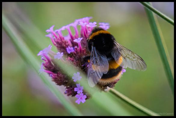 Close-up macro photograph of a bumblebee with distinctive orange and black stripes feeding on small purple wildflowers against a soft green blurred background in Ballincollig Regional Park, County Cork.