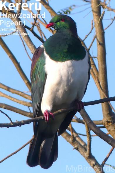 🌏 Kererū (Hemiphaga novaeseelandiae)

The Kererū, also known as Kūkupa, New Zealand Pigeon or Wood Pigeon is a large, plump bird with a small head. Its head, back, and wings are covered in iridescent green and bronze-purple feathers, contrasted by a bright white breast. Found throughout New Zealand, it lives in forests, parks, and gardens. Kererū are generally solitary or in pairs, but they can be seen in flocks when food is plentiful. They are slow, deliberate flyers, but their wings make a distinctive "whoosh" sound. 2.5 Flash (Edited)

Two subspecies are recognised.

Conservation status: Least Concern (IUCN 3.1)

📷: Photo by Manubird via Pixabay 
https://pixabay.com/photos/pigeon-new-zealand-7712820/

KYPQ