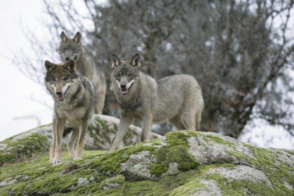 Grupo reducido de lobos, situados en un promontorio, observa a la cámara, en una bonita pose.