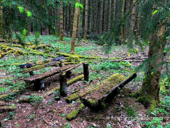 Zwei sich gegenüberstehende, fast völlig mit Moos überwuchterte Holzbänke im fortgeschrittenen Zerfall mitten im Nadelwald.