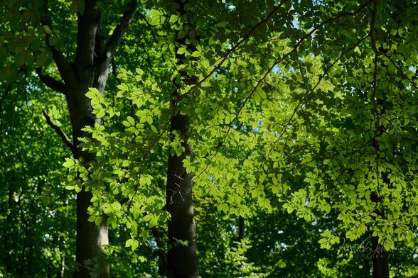 The entire frame is filled with green beech leaves. The sun shines through the central part of the frame, making it appear more yellow. On the left side of the frame, two beech trunks can be seen through the leaves.