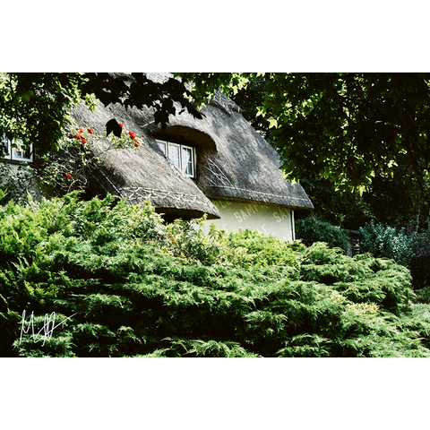 A shot depicting a cottage framed by, or partially obstructed by, foliage