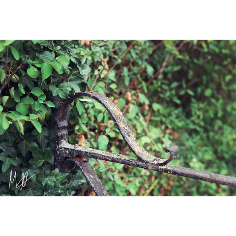 A shot depicting a wrought iron gate with lush foliage as a backdrop