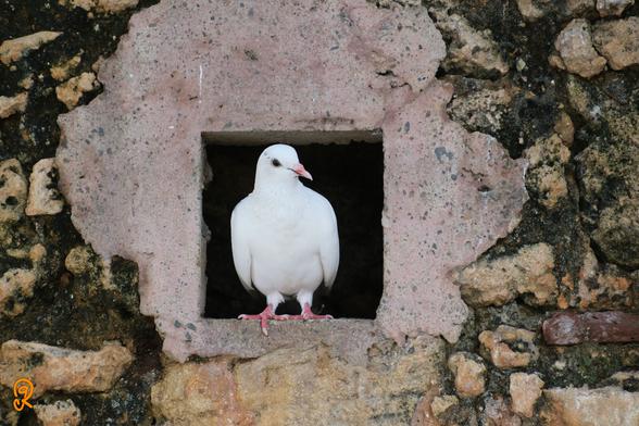 Give peace a chance! A white dove at the Parque de las Palomas in Old San Juan, Puerto Rico. The dove is poised looking to the right within one of the, almost perfectly dark, square perch holes in the wall of the park. This is a closeup of one such hole. The wall is a patchwork of old mortar and brick dating to Spanish conquest times.