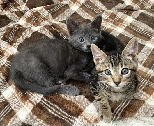 Two 8 week old kittens, one grey, one brown tabby