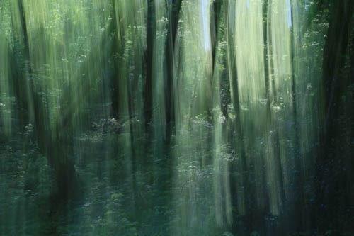 Licht fällt zwischen Baumstämmen, durch das Blätterdach eines Waldes. Helle und dunkle Grüntöne des Waldes sind durch die Kamerabewegung verwischt, und das Photo sieht aus wie gemalt. 
Es war der Versuch den Pinsel durch die Canon EOS 600D zu ersetzen.