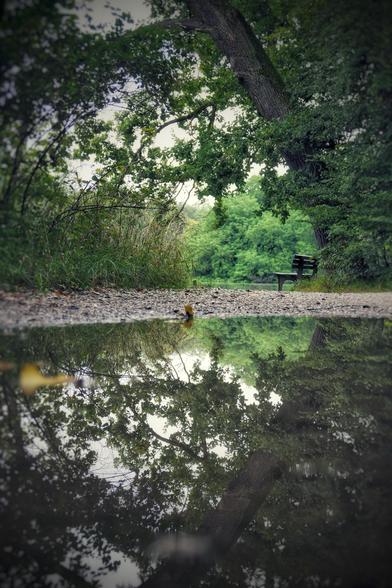 Das Bild zeigt eine ruhige Szene in einem Park mit verschiedenen Grüntönen der Bäume und Pflanzen. Im Vordergrund befindet sich eine flache Pfütze auf einem kiesbedeckten Weg. Die Wasseroberfläche ist glatt und spiegelt deutlich die umstehenden Bäume und Sträucher sowie den Himmel. Der Weg führt leicht gebogen in den Hintergrund, wo eine einfache Holzbank am Rand steht. Sie ist von dichtem, grünem Laub umgeben. Der Baum hinter der Bank ist schief gewachsen, sodass er sich sozusagen über die Bank beugt. Insgesamt vermittelt das Bild eine ruhige Stimmung inmitten unberührter Natur.
