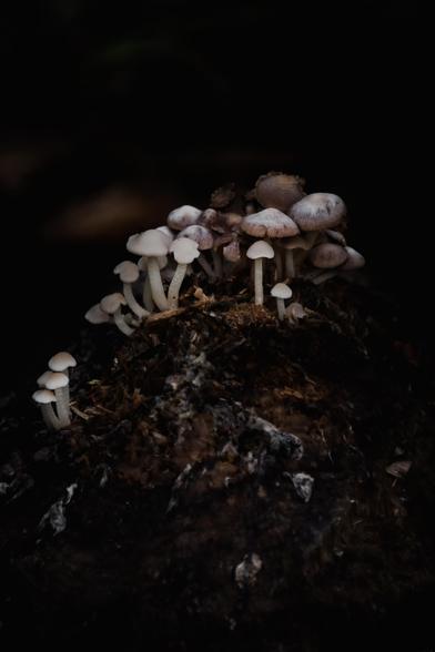 A cluster of tiny cream-coloured mushrooms grows from an old, rotting stump.