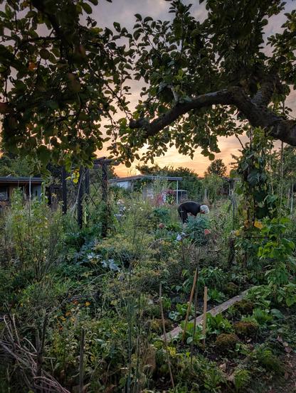 Der Gärtner beugt sich uns Gemüse, umgeben von wildem Geblüh und Verblüh. Im Apfelbaum hängen schwer die Äpfel.