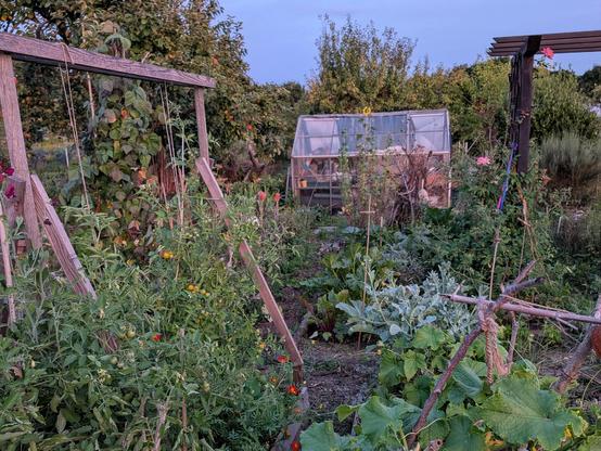 Zwischen Tomaten, Brokkoli und Gurken der Blick zum Gewächshaus