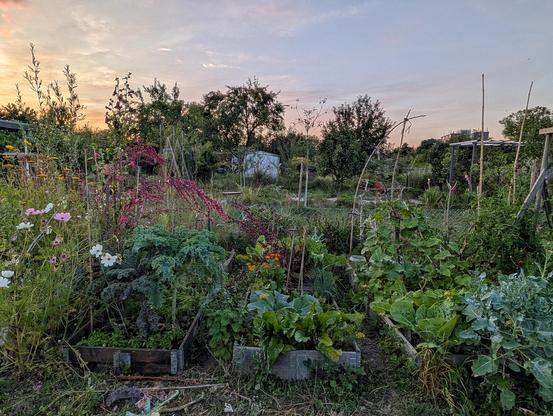 Die Rahmenbeete sind voller Gemüse: Braunkohl, Grünkohl, Rote Bete, Wirsing, Mangold, Basilikum, Butterkohl, Brokkoli, Ringelblumen und Tomaten