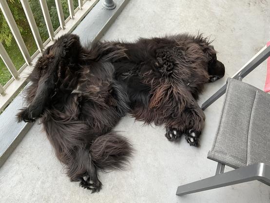 Odin the Newfie conked out on the balcony in an absurd position