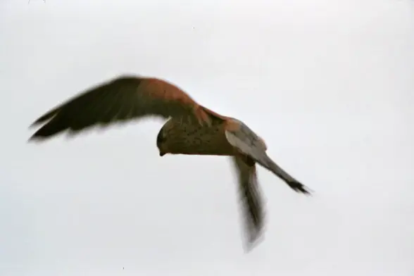 Ein Falke beim Rüttelflug.