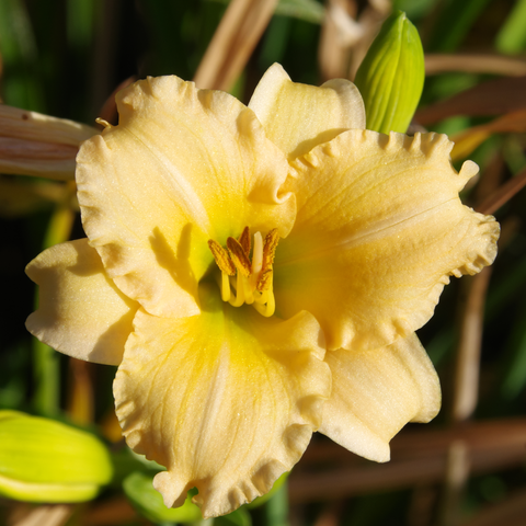 Cremefarbene bis hellorange Blüte.