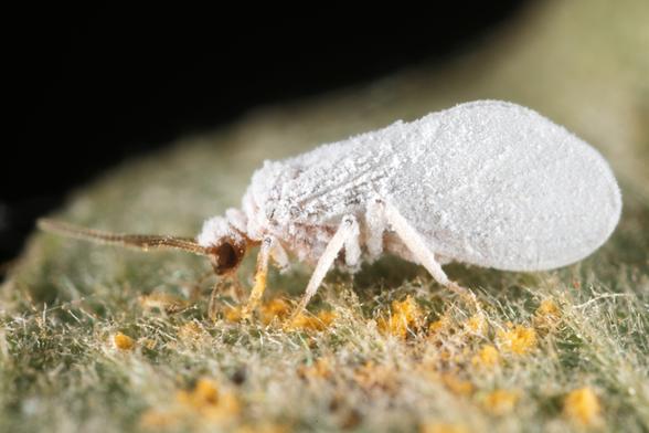 In dieser seitlichen Perspektive wird das beeindruckende Ausmaß der weißen Wachsschicht deutlich, die den Coniopterygiden-Körper vollständig einhüllt. Der Staubhaft erscheint wie ein wandelnder Schneeball, bei dem nur die bräunlichen Extremitäten seine wahre Natur als aktiver Räuber verraten. Diese Familie der Netzflügler ernährt sich hauptsächlich von Blattläusen und anderen kleinen Insekten. Die gelben Partikel auf der filzigen Blattoberfläche könnten Hinweise auf die Mikrohabitate geben, in denen diese winzigen, aber effizienten Jäger ihre Beute aufspüren.