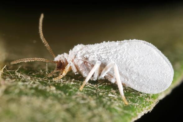Hier ist der Staubhaft von der Seite fotografiert, wobei seine kompakte Körperform und die dichten, mehlartig wirkenden Wachsschuppen der Coniopterygidae deutlich sichtbar werden. Die charakteristische weiße Bestäubung, die allen Vertretern dieser Netzflüglerfamilie eigen ist, verleiht dem Tier sein geisterhaftes Aussehen. Die braunen Fühler und Beine stechen kontrastreich aus der weißen Hülle hervor. Das kleine Raubinsekt navigiert über eine filzige Blattoberfläche zwischen gelben organischen Partikeln, die möglicherweise seine Jagdreviere für winzige Beutetiere markieren.
