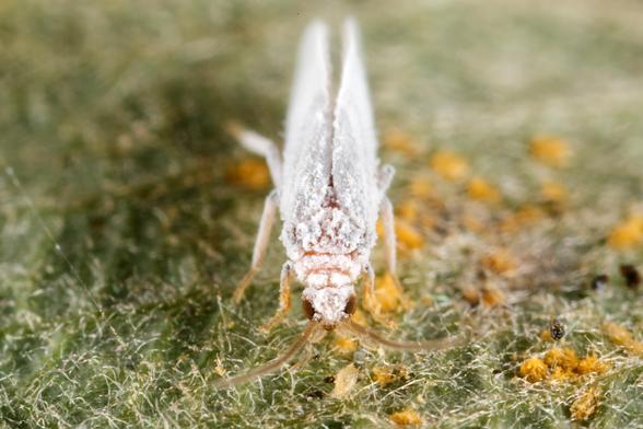 Diese Frontansicht offenbart die beeindruckende Symmetrie des bestäubten Staubläufers. Die zwei langen Fühler ragen wie Antennen nach vorn, während der kompakte Körper vollständig in die charakteristische weiße Substanz gehüllt ist. Die Aufnahme zeigt das Insekt in einer natürlichen Umgebung zwischen filziger Blattoberfläche und organischen Partikeln, wobei der weiche Fokus des Hintergrunds die filigranen Details des Tieres hervorhebt. Man kann deutlich die feinen Strukturen der Fühler und die Art erkennen, wie die weiße Beschichtung jeden Körperteil umhüllt.