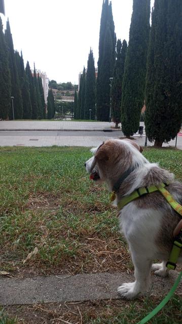 Foto de un perrito mirando una avenida larga de cipreses