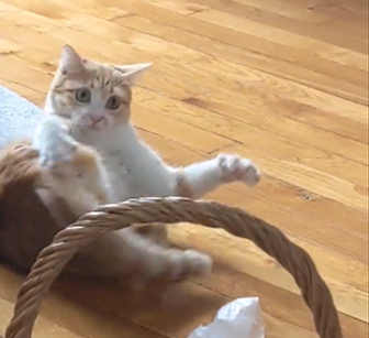 Chatte rousse et blanche sur un parquet. Elle est sur le dos, prise sur le vif en train de basculer sur le côté, les yeux écarquillés et inquiets ou ahuris, les pattes aux doigts écartés. Une patte est tendue vers son arrière-train. 
Tout ceci lui donne un air résolument idiot.