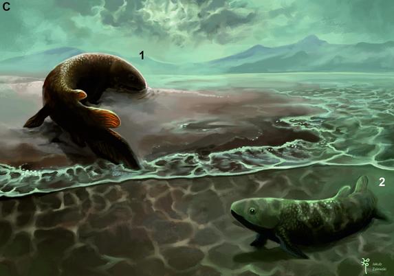 An illustration of two prehistoric fish-like animals. One is in shallow water and the other on the shore.