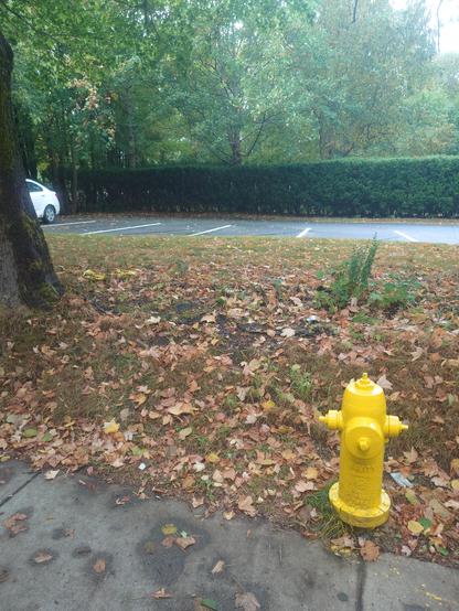 Yellow and orange leaves of various vintages, on the ground, alongside a fire hydrant
