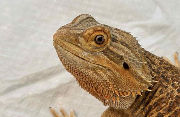 Bearded dragon face close up.