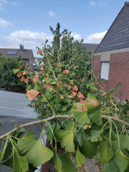 Zu sehen ist im Vordergrund ein Zweig eines Ginkgo-Baums. Die Blätter sind teilweise braun. Zum Teil sind noch grüne Blätter am Zweig.
Im Hintergrund ein Kirschbaum mit ein paar gelben Blättern, Häuser und blauer Himmel mit Wolken.
