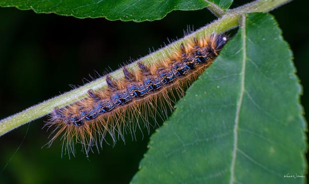 Eastern Tent Caterpillar Moth (Malacosoma american)