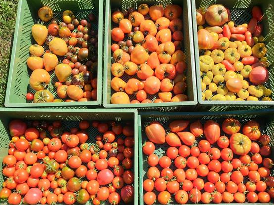 Fünf Kisten voller Tomaten