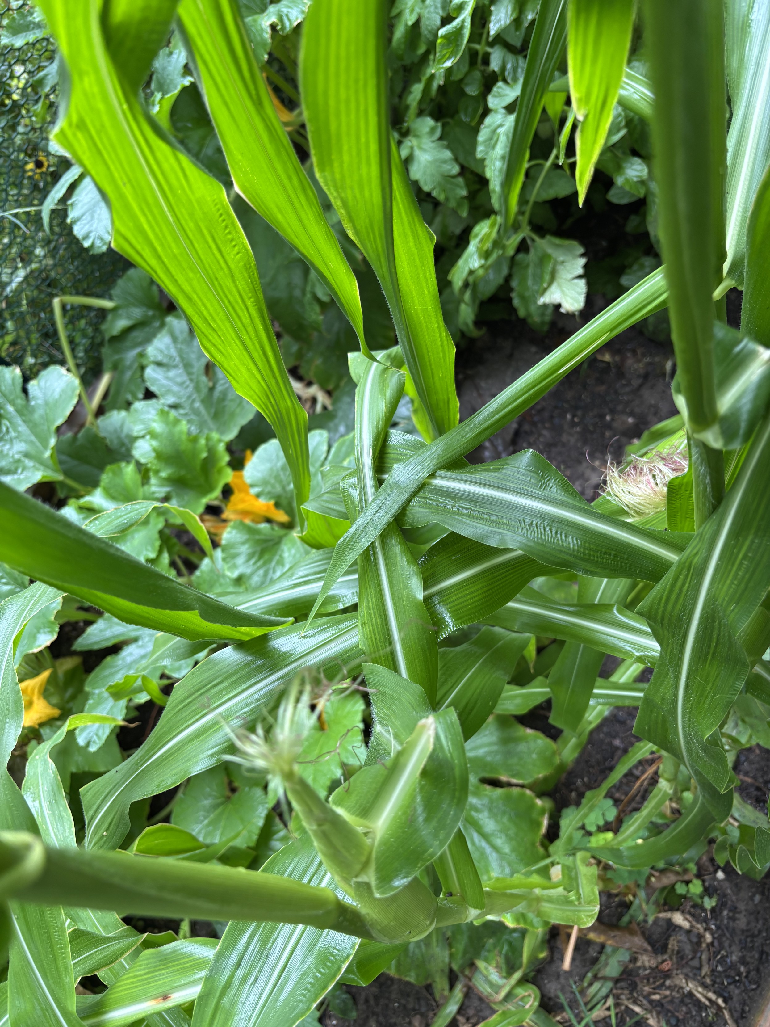 corn and squash plants, intertwined