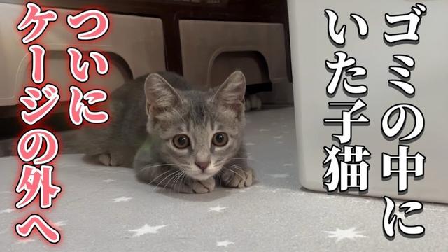 ゴミの中から保護された子猫|初めてケージから出た反応が可愛すぎた