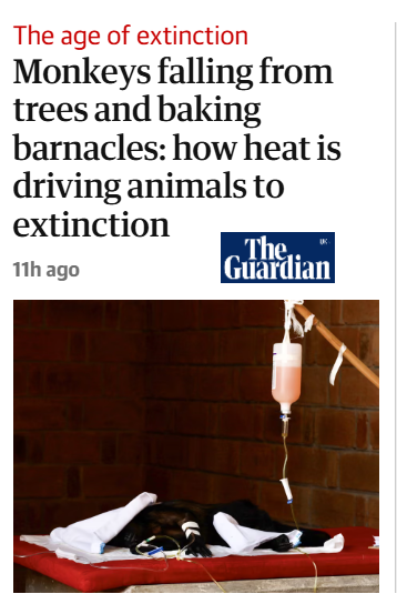 Una scimmia urlatrice su una flebo l'anno scorso a Comalcalco, nello stato messicano di Tabasco, in mezzo alla siccità e al caldo di 43°C (110°F). Foto: J Torres/Anadolu/Getty
Il titolo dell'articolo del Guardian, 'Monkeys falling from trees and baking barnacles: how heat is driving animals to extinction', evidenzia l'impatto crescente della crisi climatica sulla fauna selvatica.