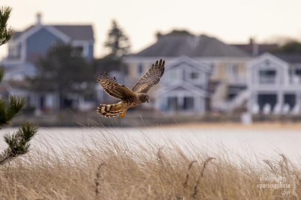 Against a blurred backdrop of painted wooden houses in the classic New England style, a broad-winged, wide-faced, yellow-legged hawk hovers low above long dry grass.