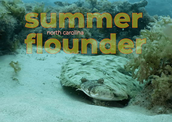 summer flounder (Paralichthys dentatus) on the ocean floor off the coast of north carolina