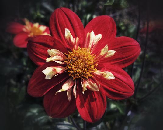 A close-up, eye-level shot of a deep red dahlia flower with a yellow and cream-coloured centre. The petals are pointed and slightly textured, with a dark, blurred background of green leaves and another red flower, creating a sense of depth. The image is brightly lit, focusing on the flower's vivid colours and intricate detail.