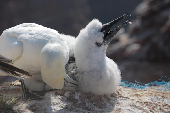 Blick in ein Basstölpel-Nest: ein Altvogel pflegt das puschelige Daunenkleid seines fast ausgewachsenen Kükens, das sich das gerne gefallen lässt