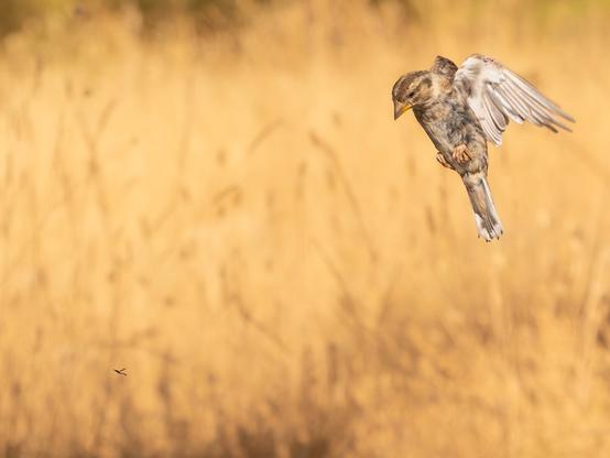 ๐ฃ๐ถ๐ฐ๐๐๐ฟ๐ฒ ๐๐ฒ๐๐ฐ๐ฟ๐ถ๐ฝ๐๐ถ๐ผ๐ป (๐๐ป๐ด): In the photo above, on the right, we see a rock sparrow flapping its wings in mid-flight while looking down. At the bottom left, a bug (the species is impossible to determine, but it could be a small, solitary wasp similar to the Sphecidae family) is also flying, but we don't know if the bird is looking at it or is otherwise minding its own business.
๐๐ฒ๐๐ฐ๐ฟ๐ถ๐ฝ๐ฐ๐ถ๐ผฬ๐ป (๐๐๐ฝ): En la fotografรญa vemos arriba, a la derecha, un gorriรณn chillรณn aleteando en pleno vuelo mientras mira hacia abajo. En la parte inferior izquierda casi pasa desapercibida una avispilla (imposible saber la especie), tambiรฉn volando, pero no sabemos si es lo que mira en ave o estรก pensando en otras cosas.