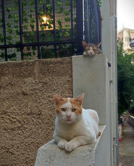 A ginger and white stray cat, casually sitting on a multi level concrete wall that is separating the back of an apartment building and a little back alley, directly looking into the camera with a serious face. On the level right above him there is a tabby and white cat, deeply asleep with it head resting on its front paw.