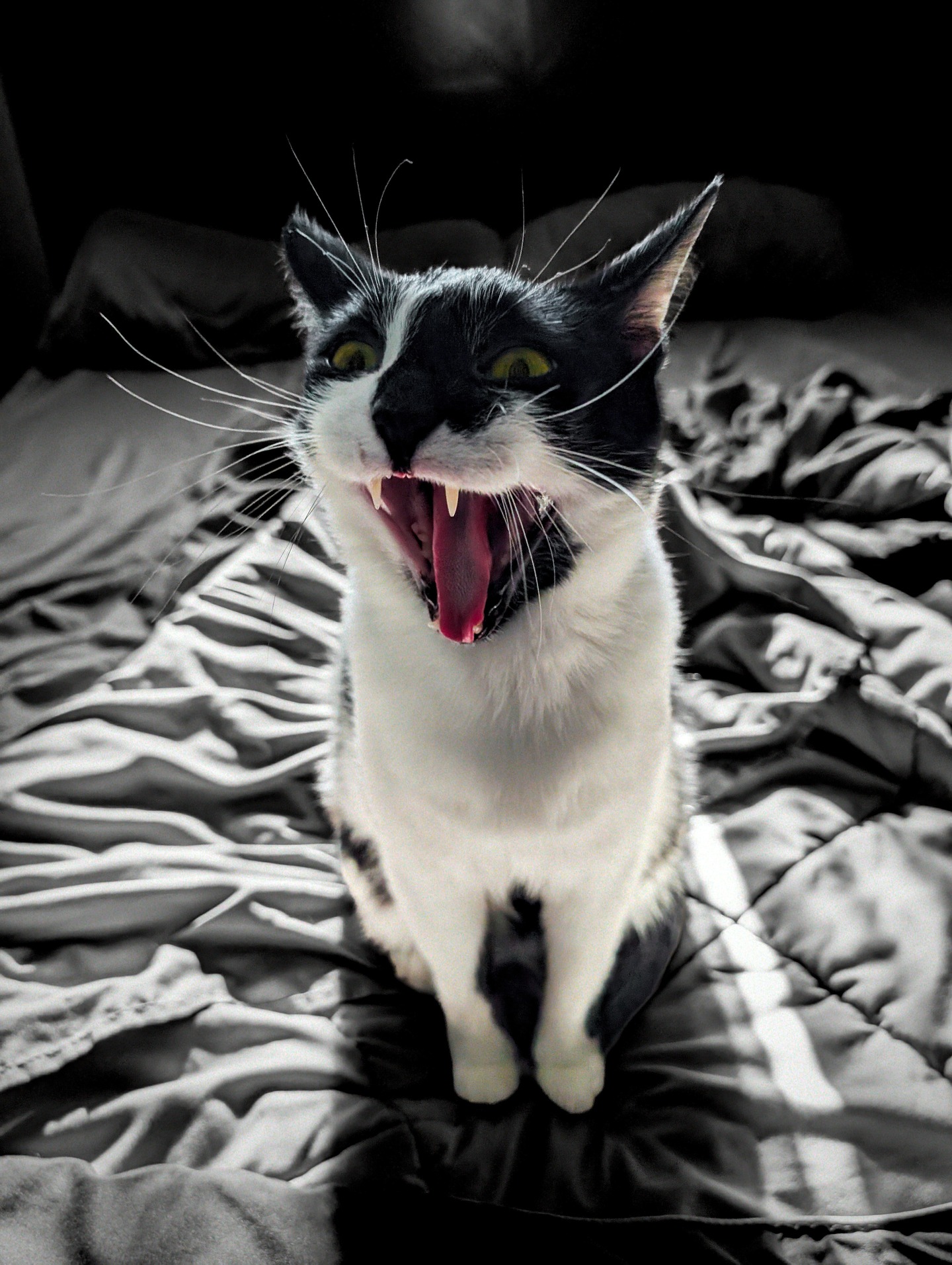 Smudge the cat, yawning dramatically on a bed.