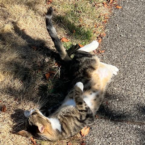 tabby cat Yard Panther writhes on its back in happy anticipation of pettins