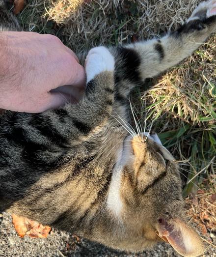 tabby cat Yard Panther receives belly pettins while lounging in a grassy front lawn by a sidewalk