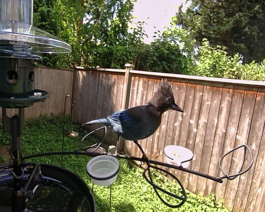 A Stellar's Jay sits on a metal branch with leaf shapes. There are two cups on the branch as well. The bird has a black head with a tuft of feathers right at the crown and is facing right. The black fades into shades of blue for the rest of the body.
