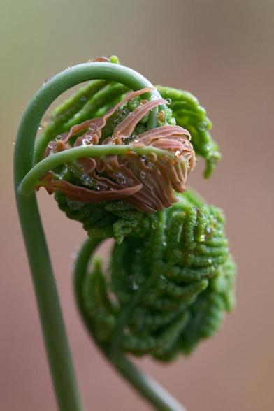 A closeup of a pair of young ferns unfurling, green stems and fronds mixed in with pale red parts covered in tiny drops of water, reflected in the color of the soft bokeh in the background.