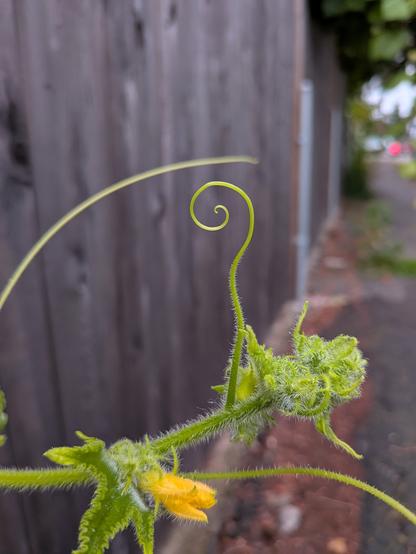 A tiny green shoot in perfect spiral, coming off a yellow-flowering plant. In the background out of focus is a gray-brown wooden fence and a sliver of sidewalk.