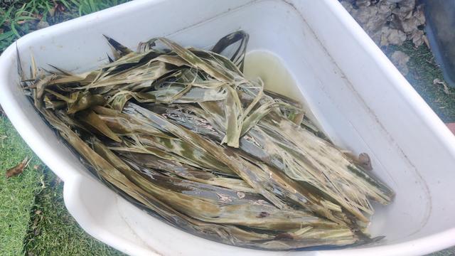 A bucket of retted yucca leaves. They are greenish brown and mushy, but you can also see the beautiful white fibres inside that have been exposed by the process.