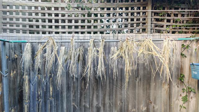 Bundles of drying, retted yucca leaves on the clothesline. They're mostly a cream colour, which is a very good sign, and I'm hoping all the vegetative matter will flake off the fibres once they're fully dried and brushed.
