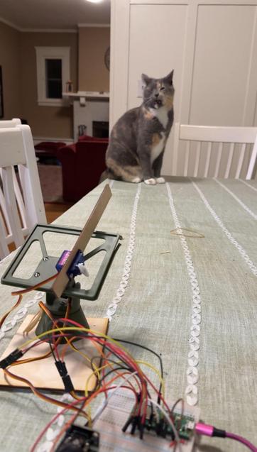 Cat sitting at the end of the dining room table watching rubber band launcher at opposite end.