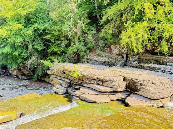 Sunlight filters through dense green foliage, casting dappled shadows on layered rock formations beside a gently flowing stream. The rocks, worn smooth by the persistent motion of water, display earthy tones of beige and brown, with dark crevices adding texture and depth. A thin layer of moss clings to the rocks near the water's edge, glowing in vibrant shades of green under the bright light. The water, clear and shallow, trickles over the stone surfaces, creating gentle ripples and small cascades. In contrast to the lush greenery, a solitary, leafless tree with twisted, pale branches stands out among the thriving vegetation, adding an intriguing, almost mysterious element to the scene. The overall atmosphere is serene and timeless, with nature’s slow, steady processes etched into every surface.