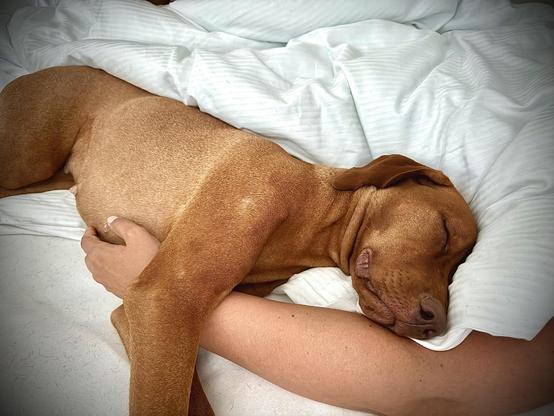 Das Bild zeigt einen braunen Hund auf einem Bett mit weißer Bettwäsche. Der Hund liegt auf dem Rücken und schläft tief und fest, mit seinen Augen geschlossen und seinen Kopf auf einem weißen Kissen. Ein menschlicher Arm umschließt den Hund, was eine enge Bindung zwischen dem Tier und seiner Besitzerin suggeriert. Die Umgebung wirkt gemütlich und entspannt, mit weichen, weißen Bettlaken, die eine ruhige Atmosphäre vermitteln.